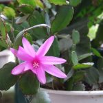 Декабрист (зигокактус): правила выращивания в домашних условиях