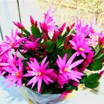 Декабрист (зигокактус): правила выращивания в домашних условиях