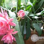 Декабрист (зигокактус): правила выращивания в домашних условиях