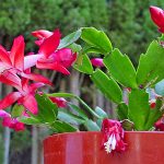 Декабрист (зигокактус): правила выращивания в домашних условиях