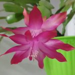 Декабрист (зигокактус): правила выращивания в домашних условиях