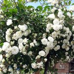 Белые розы: лучшие сорта, особенности выращивания и применения в ландшафтном дизайне