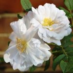 Белые розы: лучшие сорта, особенности выращивания и применения в ландшафтном дизайне