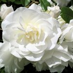 Белые розы: лучшие сорта, особенности выращивания и применения в ландшафтном дизайне