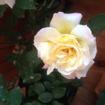 Белые розы: лучшие сорта, особенности выращивания и применения в ландшафтном дизайне