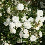 Белые розы: лучшие сорта, особенности выращивания и применения в ландшафтном дизайне