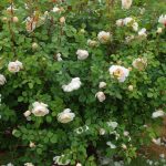 Белые розы: лучшие сорта, особенности выращивания и применения в ландшафтном дизайне