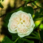 Белые розы: лучшие сорта, особенности выращивания и применения в ландшафтном дизайне