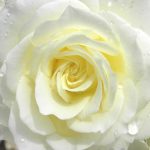 Белые розы: лучшие сорта, особенности выращивания и применения в ландшафтном дизайне