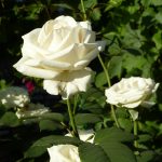 Белые розы: лучшие сорта, особенности выращивания и применения в ландшафтном дизайне