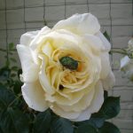 Белые розы: лучшие сорта, особенности выращивания и применения в ландшафтном дизайне