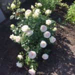 Белые розы: лучшие сорта, особенности выращивания и применения в ландшафтном дизайне