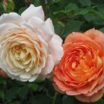 Белые розы: лучшие сорта, особенности выращивания и применения в ландшафтном дизайне