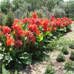 Цветы канны: особенности выращивания в саду и домашних условиях