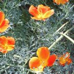 Трепетные мотыльки нежной эшшольции