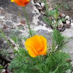 Трепетные мотыльки нежной эшшольции