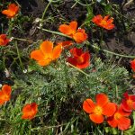 Трепетные мотыльки нежной эшшольции