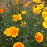 Трепетные мотыльки нежной эшшольции