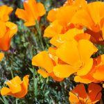 Трепетные мотыльки нежной эшшольции