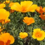 Трепетные мотыльки нежной эшшольции