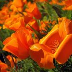 Трепетные мотыльки нежной эшшольции