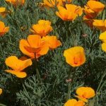 Трепетные мотыльки нежной эшшольции