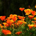 Трепетные мотыльки нежной эшшольции