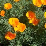 Трепетные мотыльки нежной эшшольции