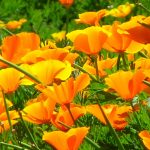 Трепетные мотыльки нежной эшшольции