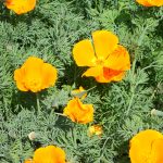 Трепетные мотыльки нежной эшшольции