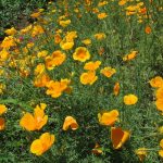 Трепетные мотыльки нежной эшшольции