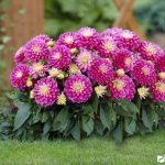 Георгины: лучшие сорта и рекомендации по уходу