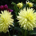 Георгины: лучшие сорта и рекомендации по уходу