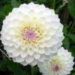 Георгины: лучшие сорта и рекомендации по уходу