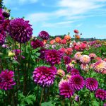 Георгины: лучшие сорта и рекомендации по уходу