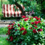 Георгины: лучшие сорта и рекомендации по уходу