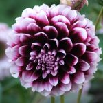 Георгины: лучшие сорта и рекомендации по уходу