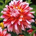 Георгины: лучшие сорта и рекомендации по уходу