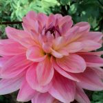 Георгины: лучшие сорта и рекомендации по уходу