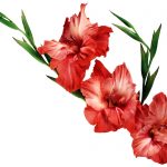 Гладиолусы: выбор сорта, посадка и уход