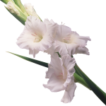 Гладиолусы: выбор сорта, посадка и уход