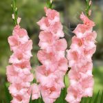 Гладиолусы: выбор сорта, посадка и уход