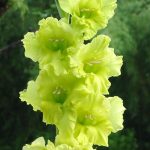 Гладиолусы: выбор сорта, посадка и уход