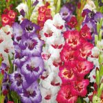 Гладиолусы: выбор сорта, посадка и уход