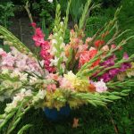 Гладиолусы: выбор сорта, посадка и уход