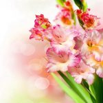 Гладиолусы: выбор сорта, посадка и уход