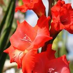 Гладиолусы: выбор сорта, посадка и уход