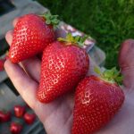 Клубника Клери: описание сорта и характеристики