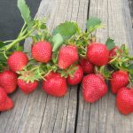 Клубника Клери: описание сорта и характеристики