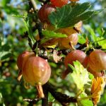 Крыжовник «Колобок»: особенности сорта и правила выращивания